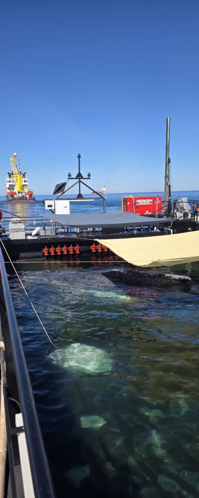 Akcja ratunkowa humbaka Timmiego