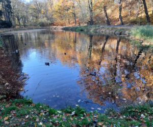 Park Miejski w Toruniu