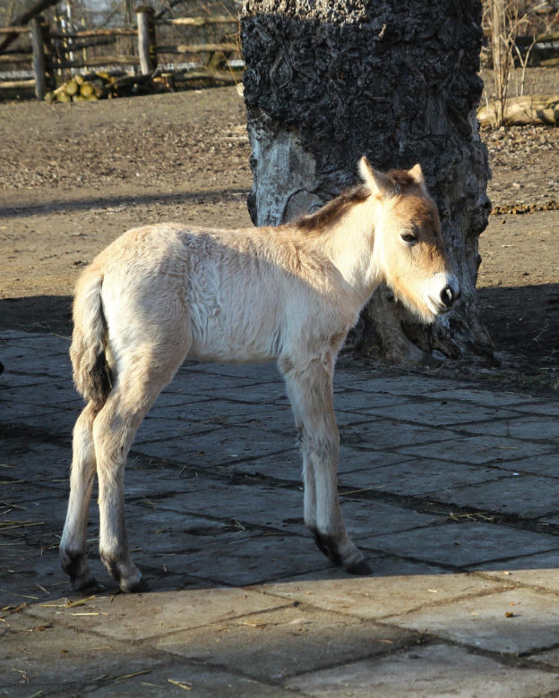 Koń Przewalskiego Rohan