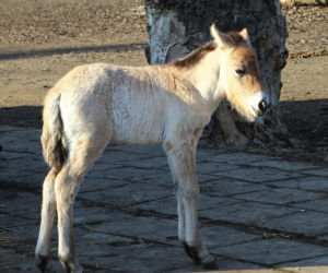 Te maluchy przyszły na świat w warszawskim ZOO w 2025 roku