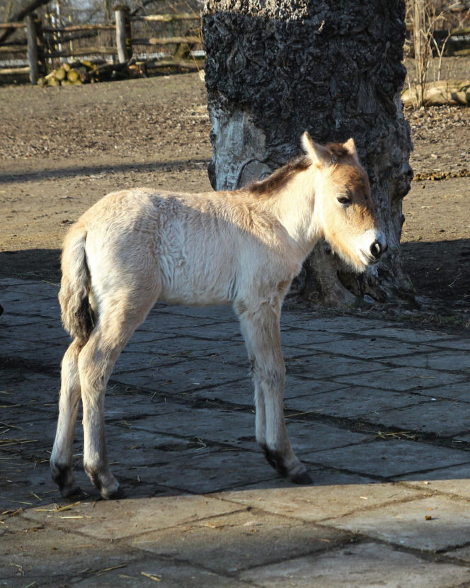 Koń Przewalskiego Rohan
