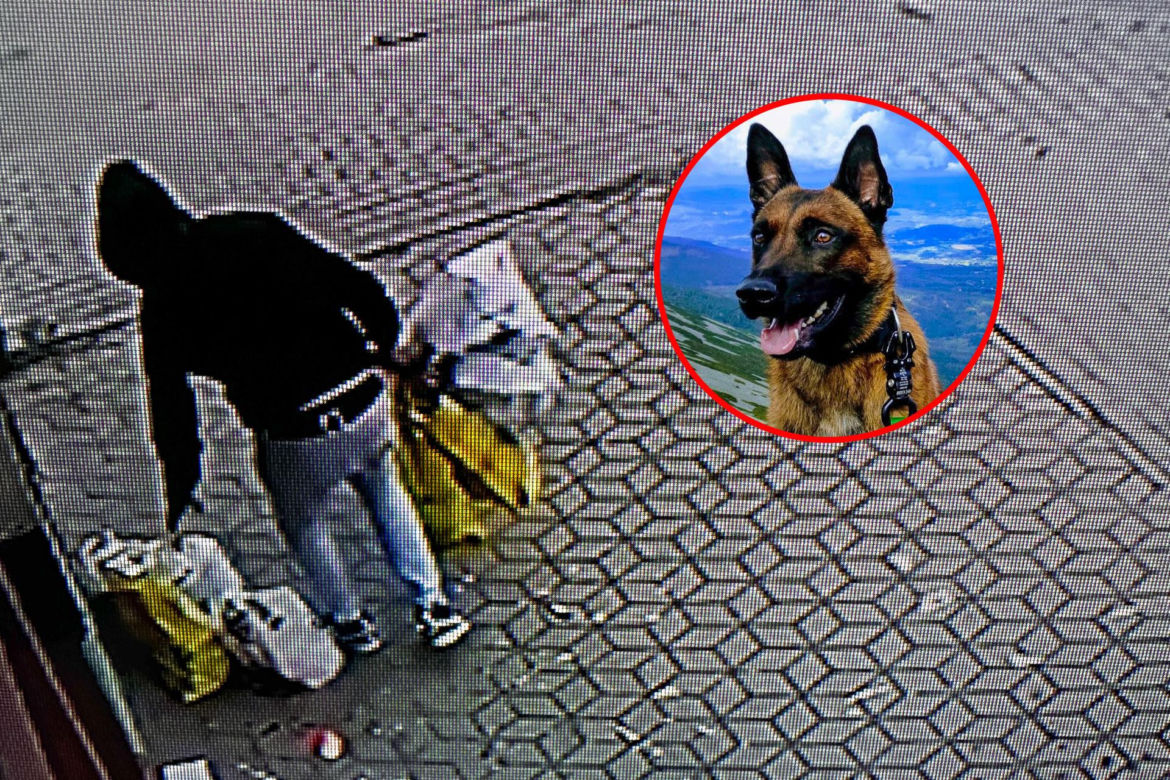 Loki ruszył tropem i doprowadził policję prosto pod drzwi złodzieja
