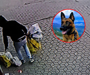 Pani Milena straciła tysiące złotych! Loki ruszył tropem i doprowadził policję prosto pod drzwi złodzieja. 