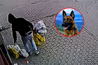Pani Milena straciła tysiące złotych! Loki ruszył tropem i doprowadził policję prosto pod drzwi złodzieja. 