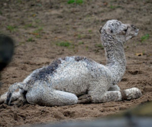 Wielbłądziatko przyszło na świat we wrocławskim zoo