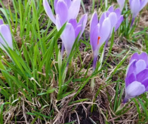 Pierwsze krokusy w Szczecinie