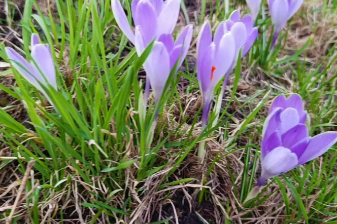 Pierwsze krokusy w Szczecinie