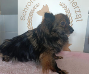 Gehenna zwierząt trwała latami! Prawie sto psów zostało wyrwanych z piekła