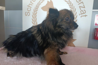 Gehenna zwierząt trwała latami! Prawie sto psów zostało wyrwanych z piekła