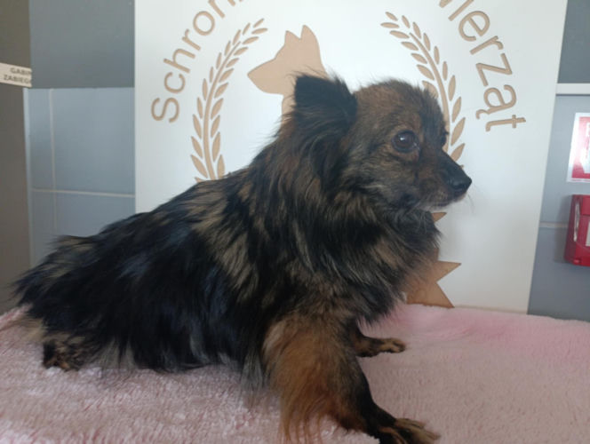 Gehenna zwierząt trwała latami! Prawie sto psów zostało wyrwanych z piekła