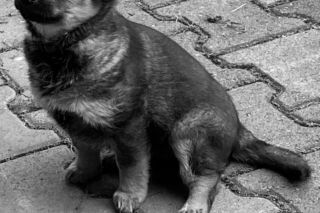 Adam B. zabił szczeniaka ze szczególnym okrucieństwem. Misia umierała dwie godziny w kałuży krwi