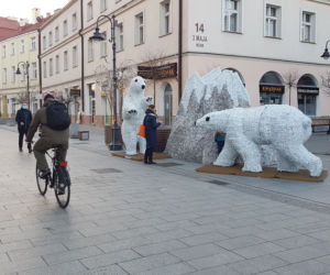 Białe misie na 3 Maja w Rzeszowie