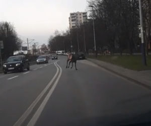 Jeleń hasał po ulicach Krakowa