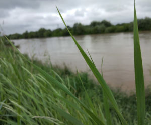 Wysoki Dunajec pod Tarnowem! Biała przy Azotach też przybiera
