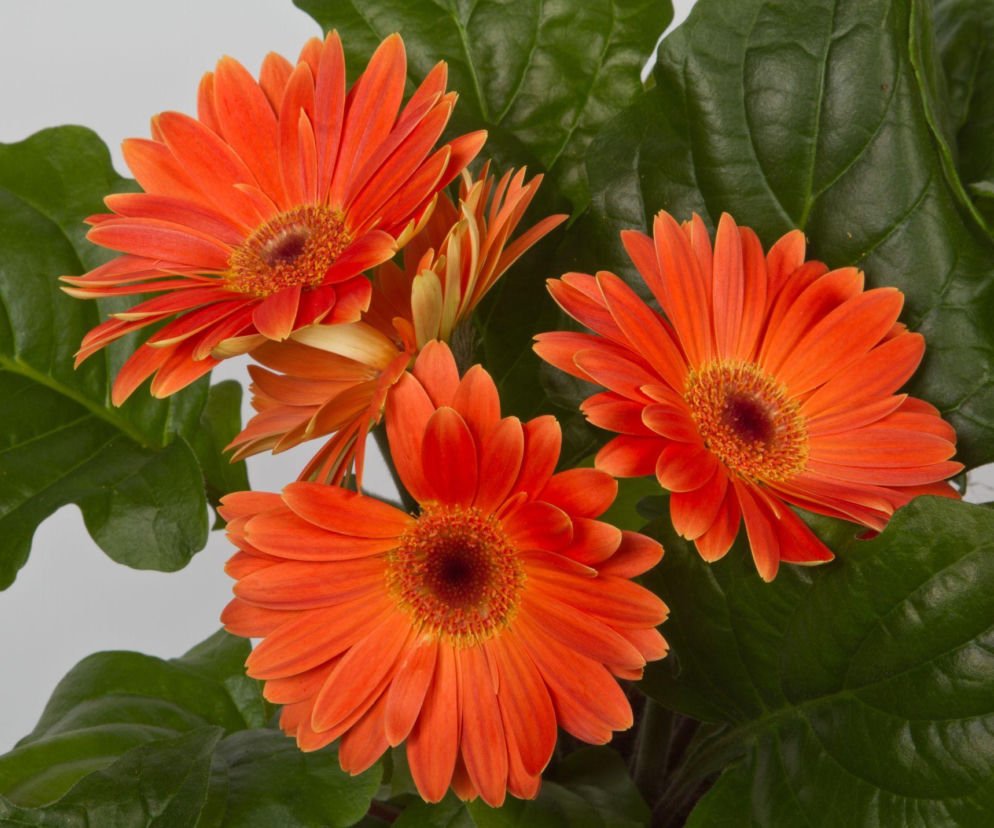 Gerbery w doniczkach – jak je pielęgnować, aby pięknie kwitły?