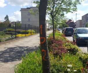 Do wycięcia? Drzewa na Święciechowskiej w Lesznie ponumerowane