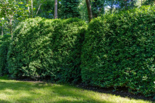 Jakie rośliny na zimozielony żywopłot: iglaste i liściaste? Radzi ekspert