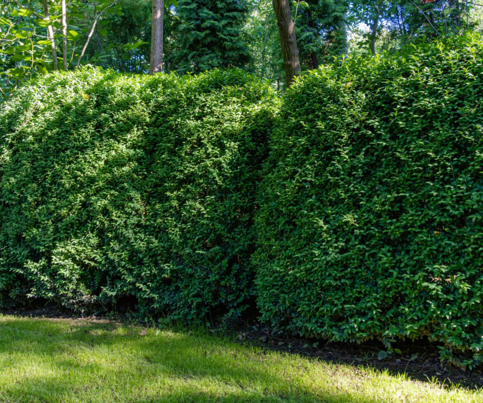 Pożegnaj tuje bez żalu. Co zamiast tui na żywopłot?