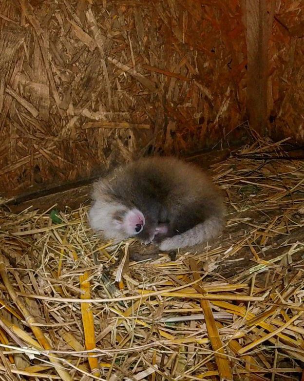 Baby boom w Orientarium ZOO Łódź. Weź udział w konkursie na imiona dla maluchów!
