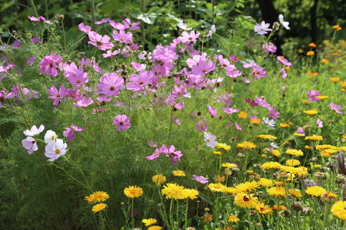 Kwitnący Ogród Botaniczny UMCS w Lublinie