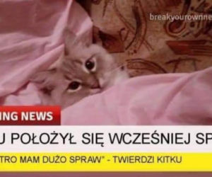 Dzień Kota 2020