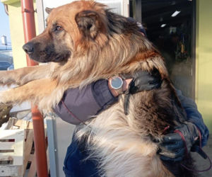 Pies przymarzł do pobocza, odkuli go policjanci