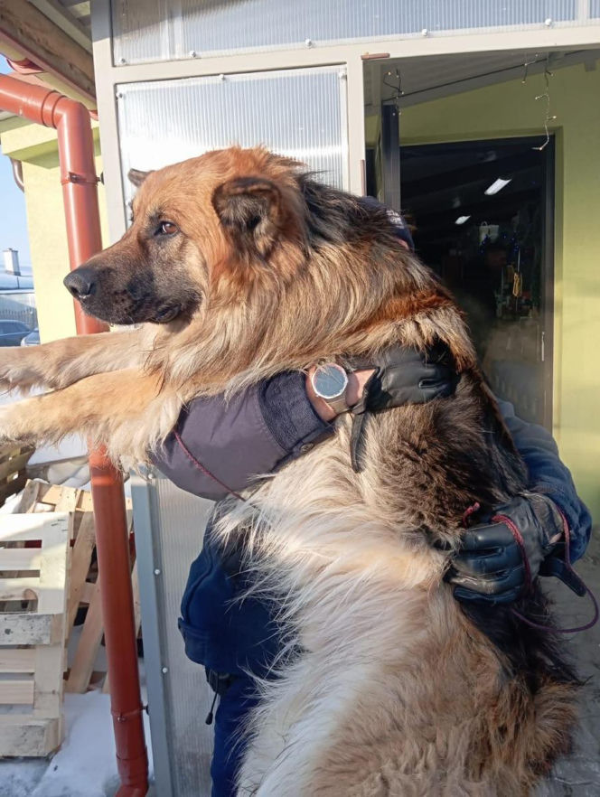 Pies przymarzł do pobocza, odkuli go policjanci