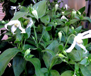 Powojnik 'Hakuree' 