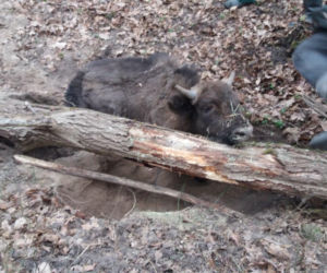 Puszcza Białowieska. Martwe drzewo przygniotło małego żubra. Zwierze nie przeżyło [ZDJĘCIA]