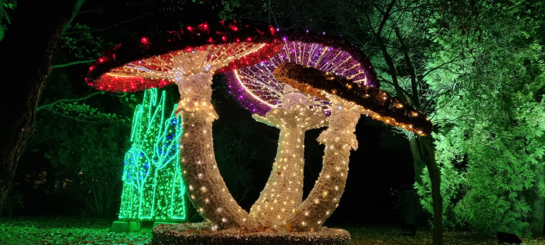 Ogród Botaniczny po zmroku zamienia się w magiczny ogród [GALERIA]