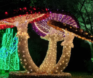 Ogród Botaniczny po zmroku zamienia się w magiczny ogród [GALERIA]