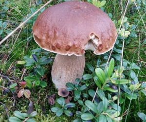 Grzybobranie 2017 w Bydgoszczy i okolicach [ZDJĘCIA CZYTELNIKÓW]