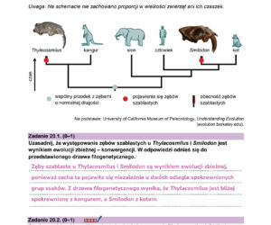Odpowiedzi do arkusza maturalnego CKE - biologia rozszerzona 2026
