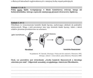 Matura 2020 ARKUSZE CKE z biologii POZIOM ROZSZERZONY 