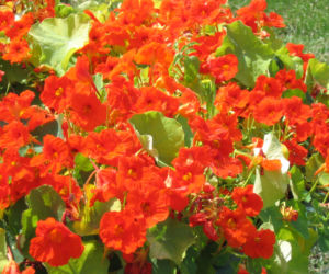 Nasturcja ogrodowa