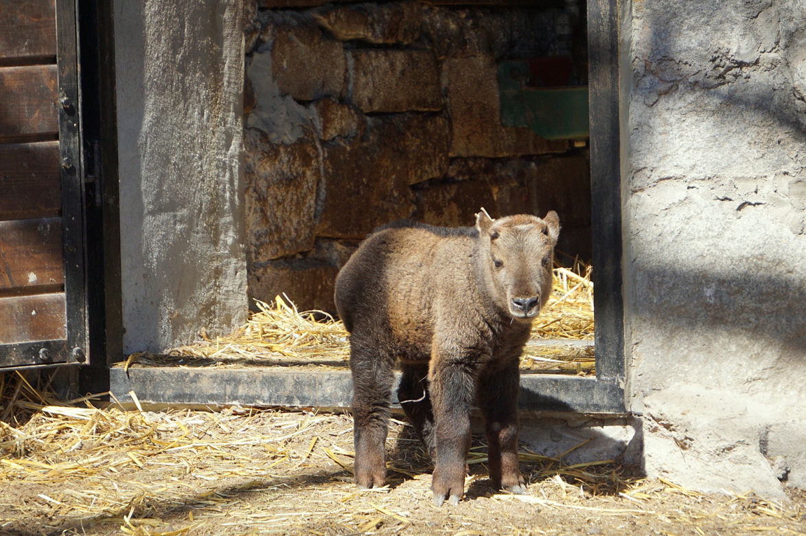 We wrocławskim zoo urodził się drugi w Polsce takin złoty