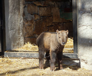 We wrocławskim zoo urodził się drugi w Polsce takin złoty