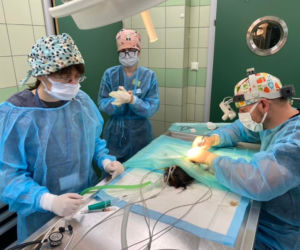 Operacja świnki morskiej z fikuśną grzywą. Janson pod skalpelem 