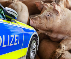 Polska ciężarówka przewoziła 139 świń. Niemieccy policjanci nie mieli litości 