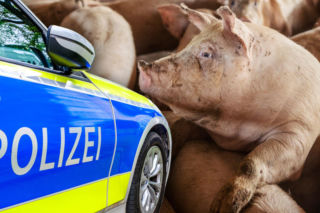 Polska ciężarówka przewoziła 139 świń. Niemieccy policjanci nie mieli litości 