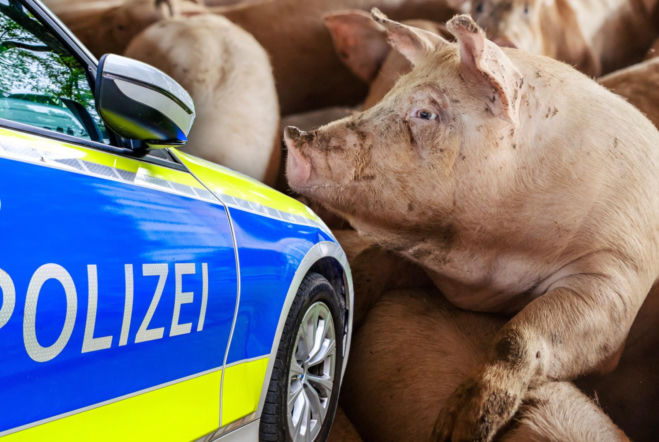 Polska ciężarówka przewoziła 139 świń. Niemieccy policjanci nie mieli litości 