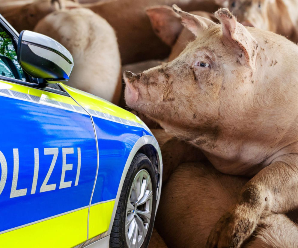 Polska ciężarówka przewoziła 139 świń. Niemieccy policjanci nie mieli litości 