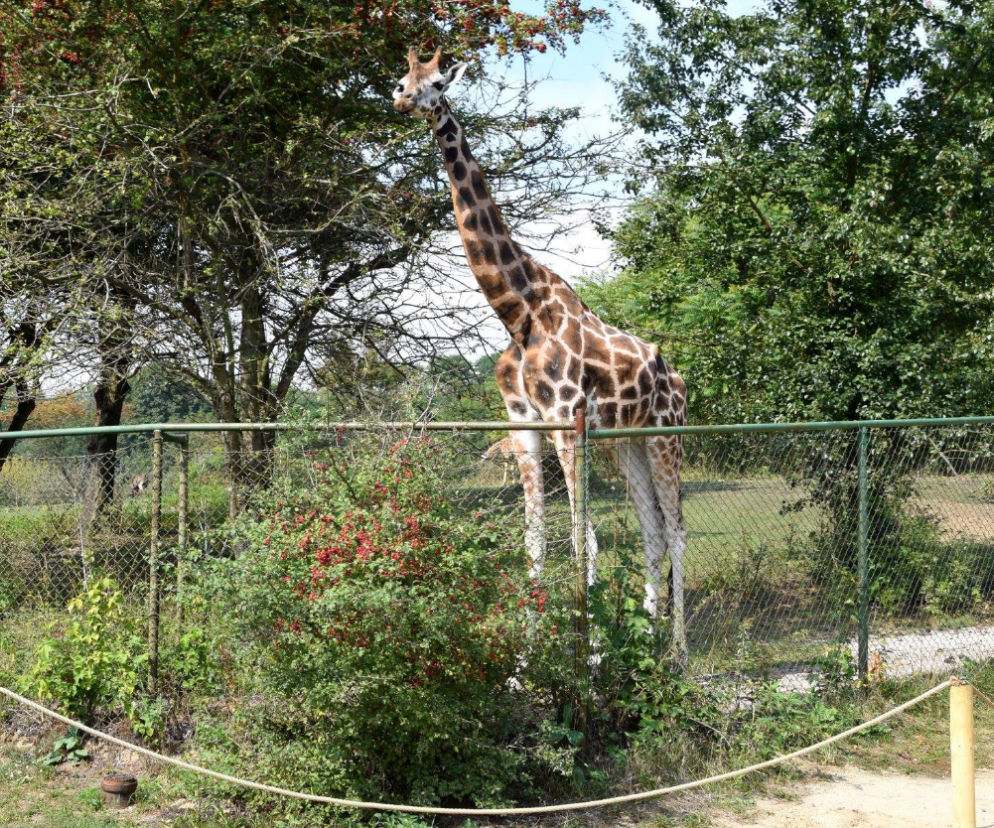 Nie żyje kolejna żyrafa z poznańskiego ZOO