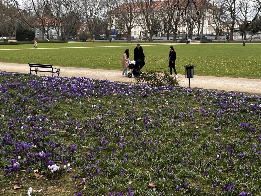 Krokusy w Szczecinie 