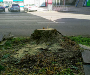 Z alei Wojska Polskiego wycięto kilkanaście drzew