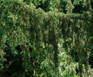 Jałowiec pospolity ‘Horstmann’