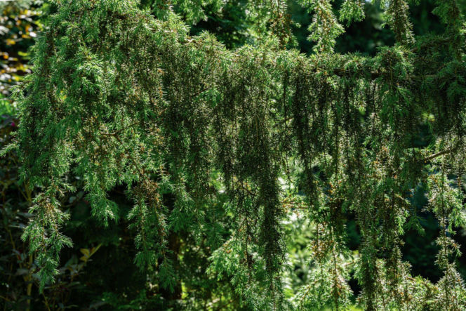 Jałowiec pospolity ‘Horstmann’