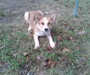 Pieski czekają na adopcje