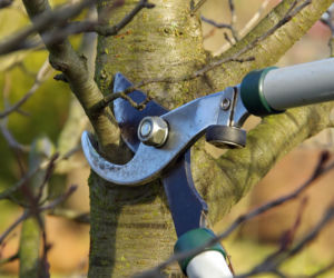 Przycinanie drzew w ogrodzie - sprawdź dokładne terminy