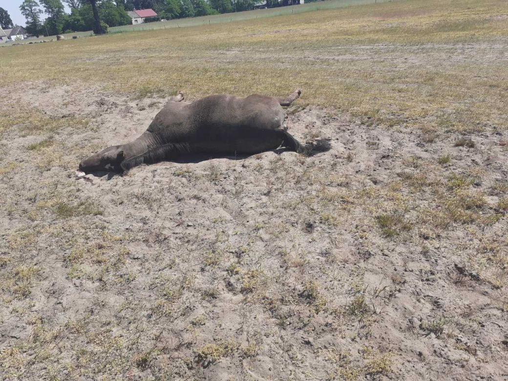 Tajemnicza śmierć 11 koni! Dramatyczne wydarzenia na pastwisku w powiecie kolskim